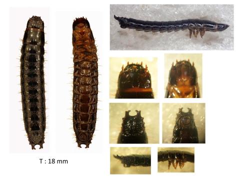 Réf. 337 413 : Stenagostus rhombeus